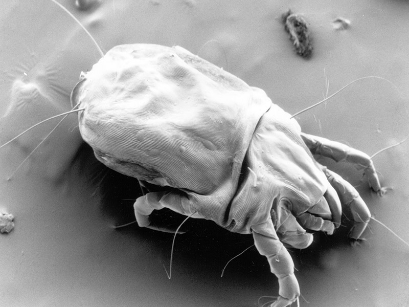 How to Rid Your LaGrange, IN, Home of Pesky Allergens